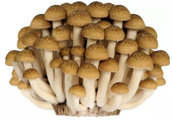 http://www.ic-led.cn/ewebeditor/uploadfile/20170914091421667001.png
